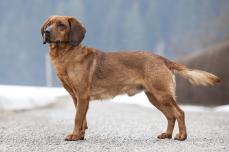 Tiroler Bracke